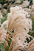 MISCANTHUS SINENSIS MALEPARTUS (SEEDHEADS)