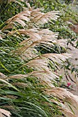 MISCANTHUS SINENSIS