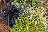 MIXED PATIO FOLIAGE,  OPHIOPOGON,  CAREX & THYMUS