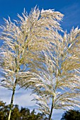 CORTADERIA MONSTROSA (PAMPAS)