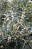 OSMANTHUS HETEROPHYLLUS GULFTIDE