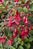 FUCHSIA MRS POPPLE