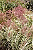 MISCANTHUS RIGOLETTO