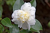 CAMELLIA SASANQUA GAY SUE