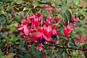 FUCHSIA SATURNUS