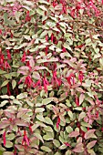 FUCHSIA TRICOLOR,  VERSICOLOR