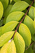 WEIGELA LOOYMANSII AUREA,  FOLIAGE