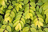 WEIGELA LOOYMANSII AUREA,  FOLIAGE