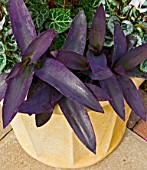 TRADESCANTIA PURPLE SABRE