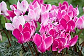 CYCLAMEN MIRACLE FLAME MIXED