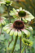 ECHINACEA GREEN ENVY