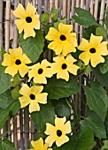 THUNBERGIA LEMON STAR (BLACK EYED SUSAN)