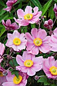 ANEMONE JAPONICA SERENADE