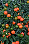 SOLANUM THURINO (CHRISTMAS CHERRY)