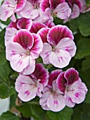 PELARGONIUM MADAME LAYAL (ANGEL)