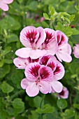 PELARGONIUM SOUTHERN BELLE (ANGEL)