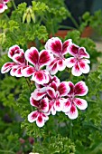 PELARGONIUM VERDAKLE (ANGEL)