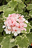 PELARGONIUM CHERIE MAID (VARIEGATED)