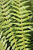 DRYOPTERIS AFFINIS STABLERII,  FERN