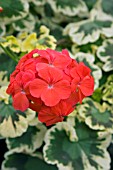 PELARGONIUM FALKLAND HERO (VARIEGATED)