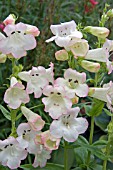 PENSTEMON PHOENIX APPLE BLOSSOM