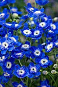 DELPHINIUM GRANDIFLORUM STAR