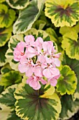 PELARGONIUM KEN LEA (VARIEGATED)