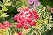 PELARGONIUM PHYLLIS (VARIEGATED)