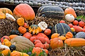 PUMPKIN DISLAY AT RALPH UPTONS NURSERY,  SLINDON,  WEST SUSSEX