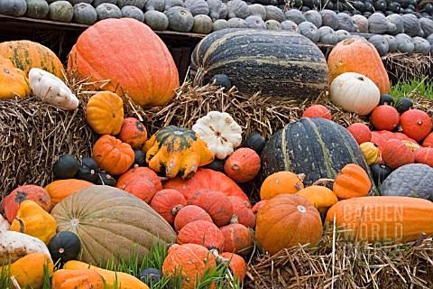 PUMPKIN_DISLAY_AT_RALPH_UPTONS_NURSERY__SLINDON__WEST_SUSSEX