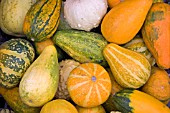 MIXED GOURDS