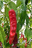 CAPSICUM ANNUUM ANAHEIM,  (NEW MEXICO CHILLI PEPPER)