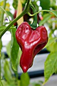 CAPSICUM ARICHO,  (CHILLI PEPPER)