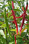 CAPSICUM ANNUUM BANGALORE TORPEDO,  (CHILLI PEPPER)