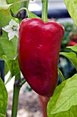 CAPSICUM ANNUUM BEAVER DAM,  (CHILLI PEPPER)