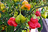 CAPSICUM BACCATUM BISHOPS HAT,  (SYN. PIMENTA CAMBUCI).