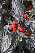 CAPSICUM ANNUUM BLACK PEARL,  (CHILLI PEPPER)