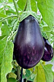 SOLANUM MELONGENA BONICA, (AUBERGINE BONICA)