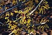 HAMAMELIS MOLLIS COOMBE WOOD