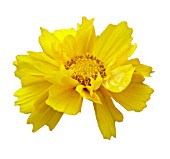 Coreopsis grandiflora illico