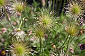 PULSATILLA RUBRA