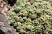 SAXIFRAGA COCHLEARIS