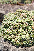 SAXIFRAGA COCHLEARIS