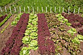 MIXED LETTUCE VARIETY