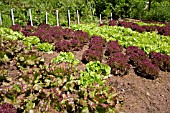 MIXED LETTUCE VARIETY