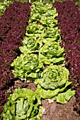 MIXED LETTUCE VARIETY