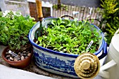 ORGANIC VEGETABLES AND HERBS GROWING ON WINDOW SILL