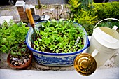 ORGANIC VEGETABLES AND HERBS GROWING ON WINDOW SILL