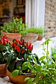 ORGANIC VEGETABLES AND HERBS GROWING ON WINDOW SILL