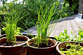 ORGANIC HERBS ON CITY ROOF TOP